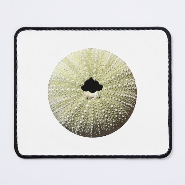Item preview, Sea Urchin Sticker designed and sold by 12katiekitty.