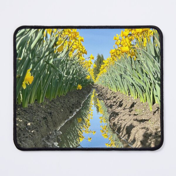 Item preview, Daffodil Reflections designed and sold by Lacy Hempel.