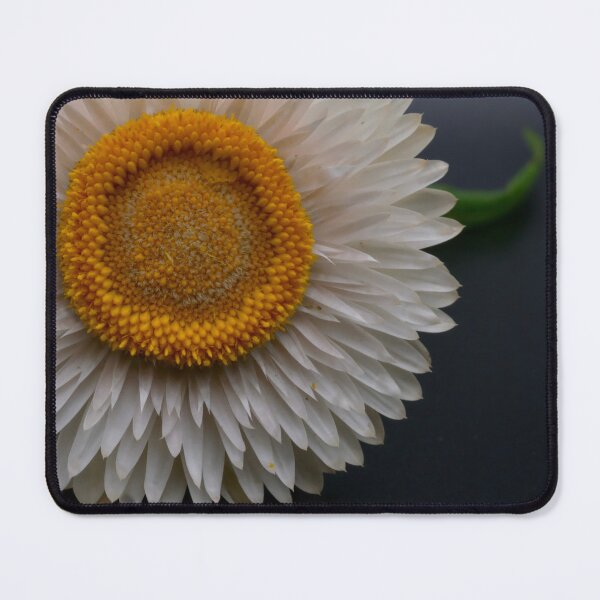 Item preview, Strawflower photo designed and sold by Cblifeisgood.