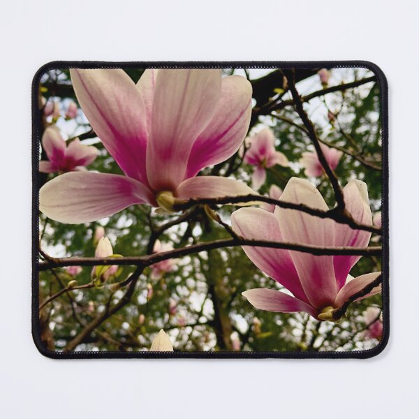 Item preview, Magnolias in Bloom designed and sold by Pamela Storch.