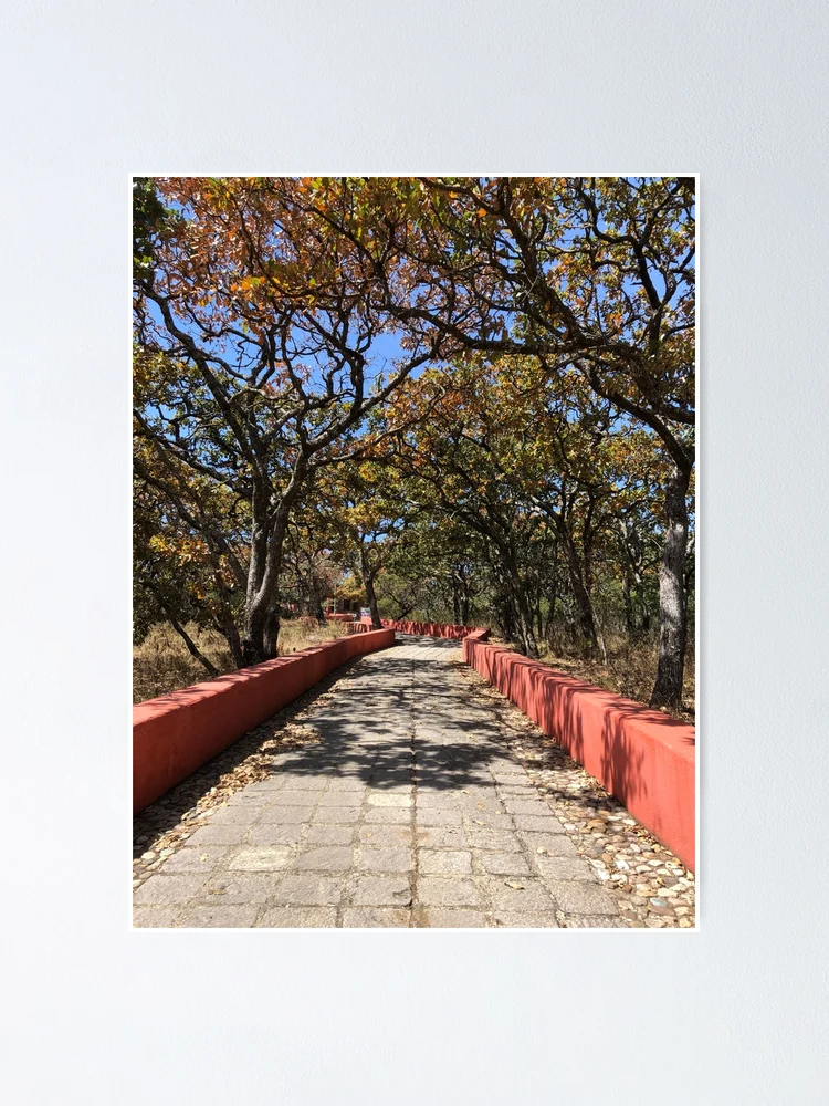 Thumbnail 1 of 3, Poster, White Oak Path designed and sold by RDLT.