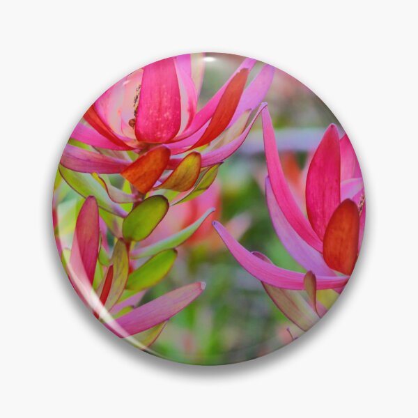Item preview, Leucodendron Pink designed and sold by Larry Davis.
