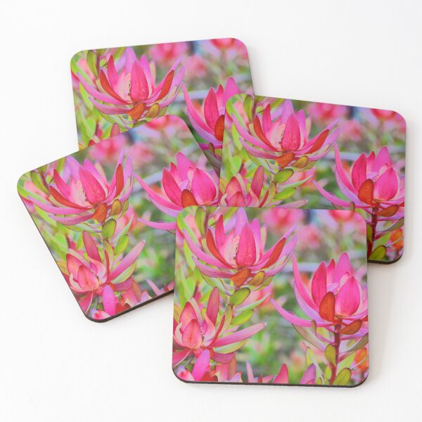 Item preview, Leucodendron Pink designed and sold by Larry Davis.