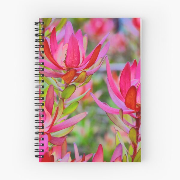 Item preview, Leucodendron Pink designed and sold by Larry Davis.