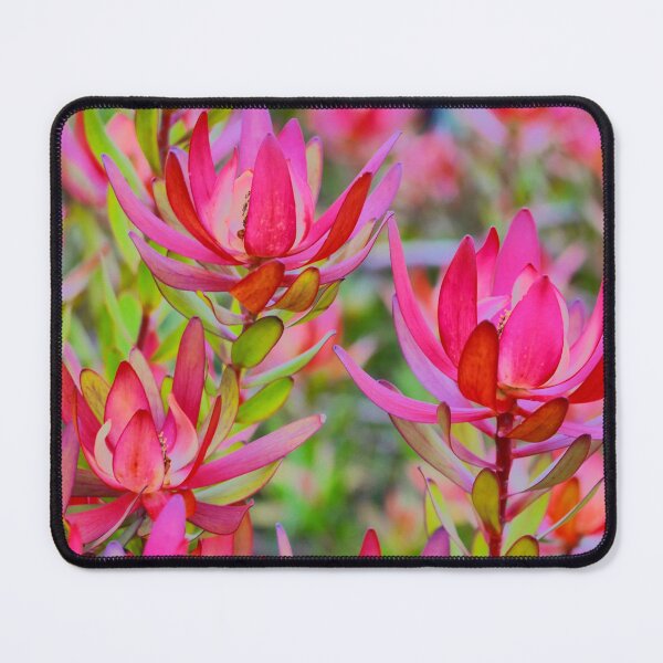 Item preview, Leucodendron Pink designed and sold by Larry Davis.
