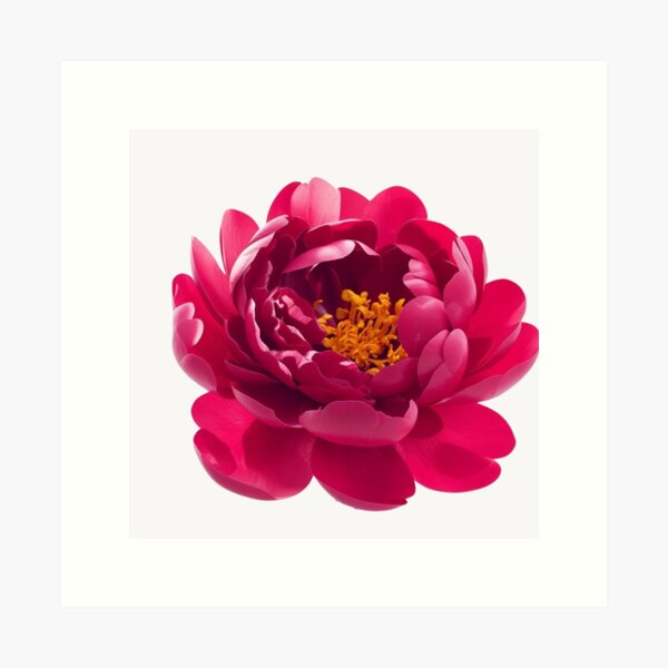 Item preview, Peony Bloom – Elegant Floral Art Print for Home & Gifts designed and sold by bvdesignart.