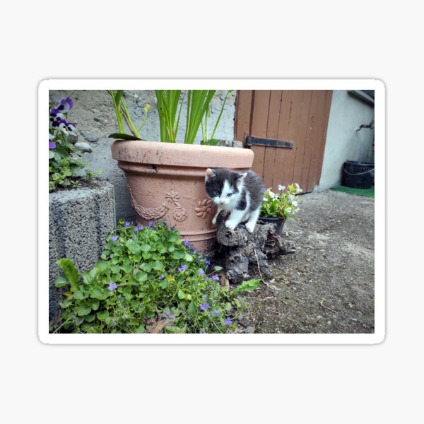 Playing cat Sticker