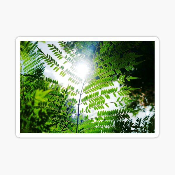 Item preview, Sunlight through the Sunshine Coast rainforest designed and sold by jaynerushton.