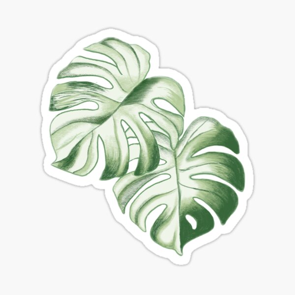 Vista previa del artículo con la obra «Belleza abigarrada: Monstera Albo», diseñado y vendido por ElpidaDraws.