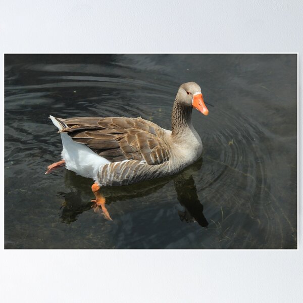 Item preview, Goose Swimming designed and sold by rhamm.