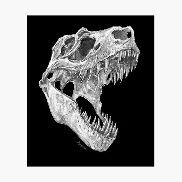 T-rex skull Photographic Print