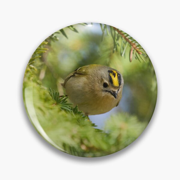 Item preview, Fast and curious. Goldcrest designed and sold by Jouko Lehto Photography.