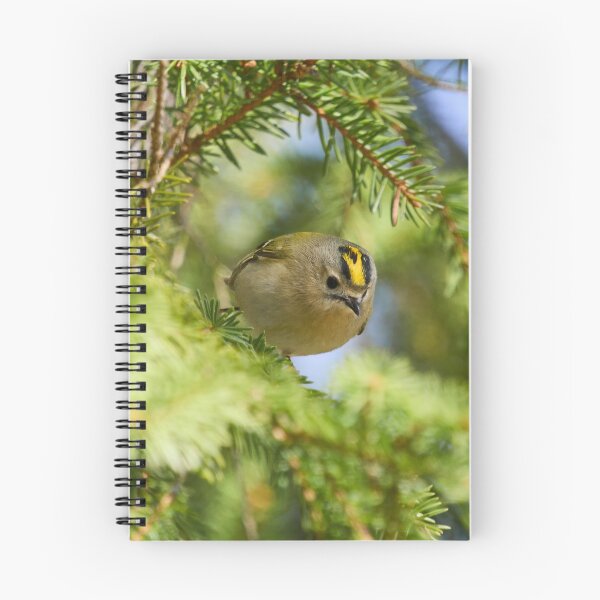 Item preview, Fast and curious. Goldcrest designed and sold by Jouko Lehto Photography.