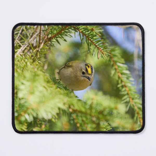 Item preview, Fast and curious. Goldcrest designed and sold by Jouko Lehto Photography.