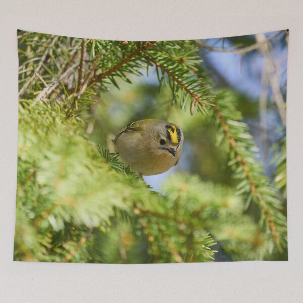 Item preview, Fast and curious. Goldcrest designed and sold by Jouko Lehto Photography.