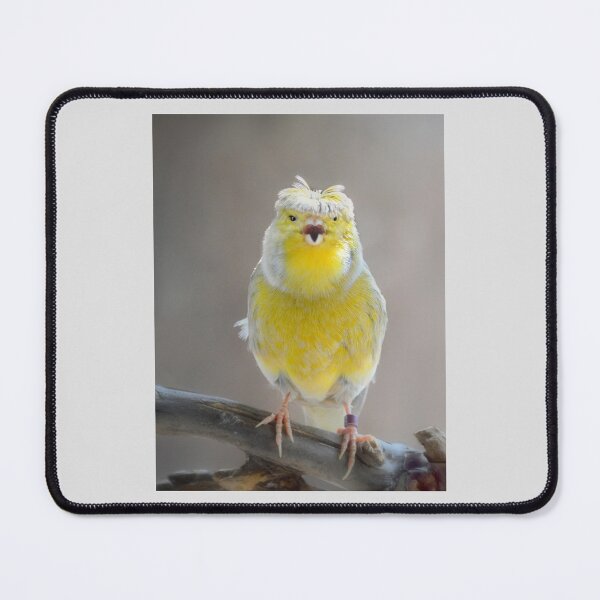 Item preview, Gloster Canary Singing designed and sold by Laurie Minor.