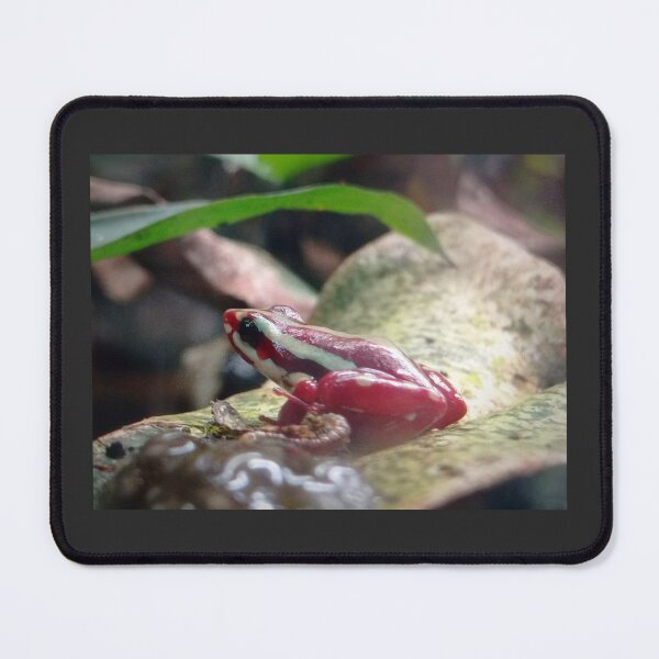 Aperçu de l'œuvre Grenouille rouge créée et vendue par ViewBites.