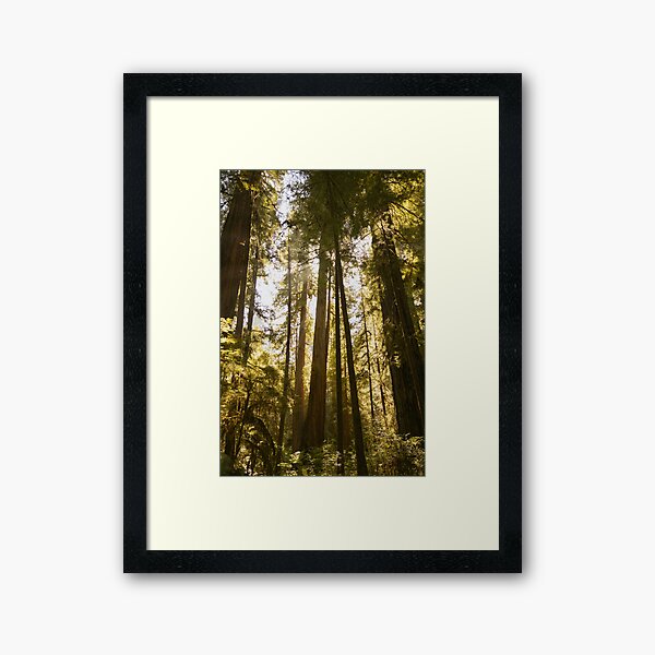 Item preview, Redwood Glow designed and sold by sallygphoto.
