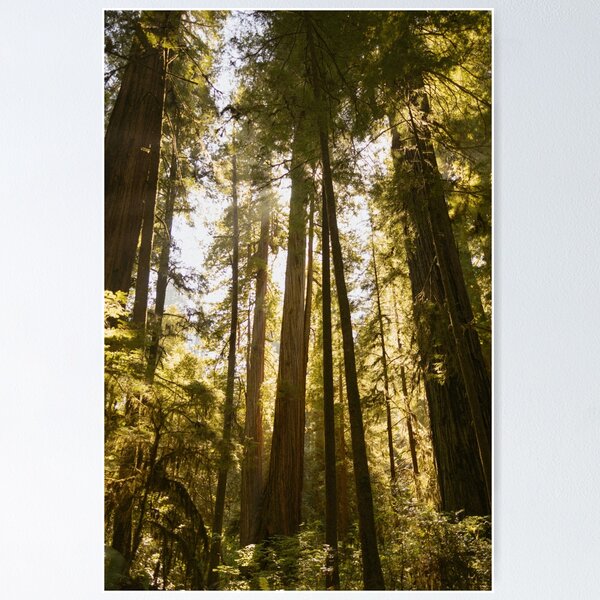 Item preview, Redwood Glow designed and sold by sallygphoto.