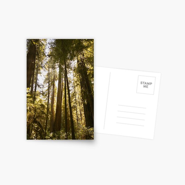 Item preview, Redwood Glow designed and sold by sallygphoto.