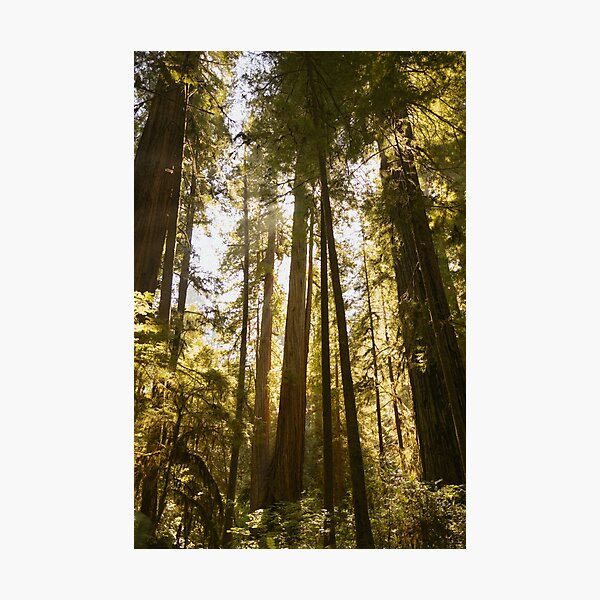 Item preview, Redwood Glow designed and sold by sallygphoto.