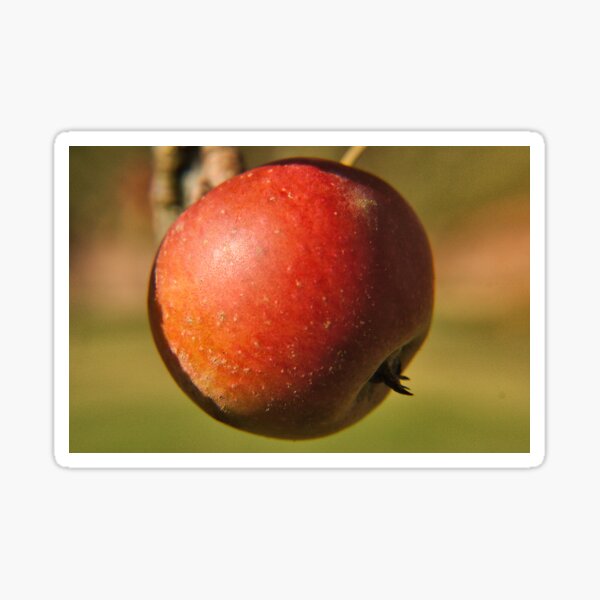 Item preview, Apple in an Orchard designed and sold by RJKYTE1970.