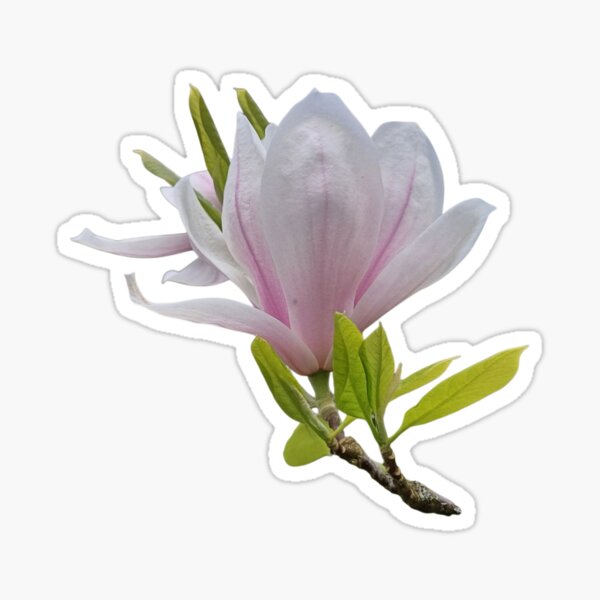 Item preview, Magnolia flower designed and sold by Zoé ❤.