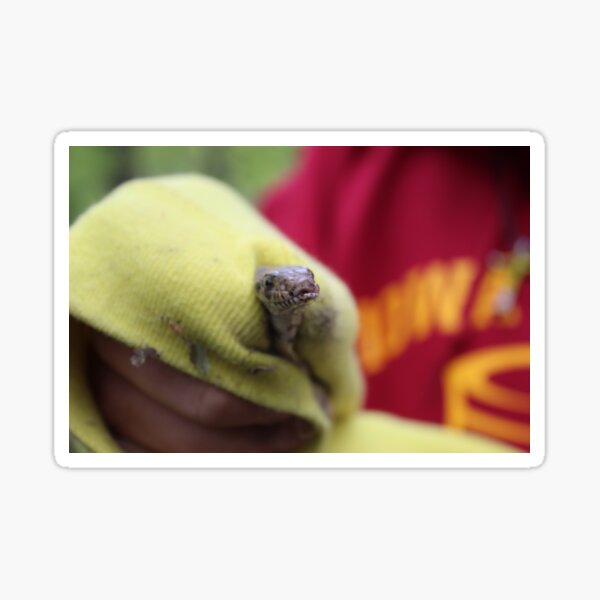 Item preview, Close up of snake photo designed and sold by sadhighlighterarts.