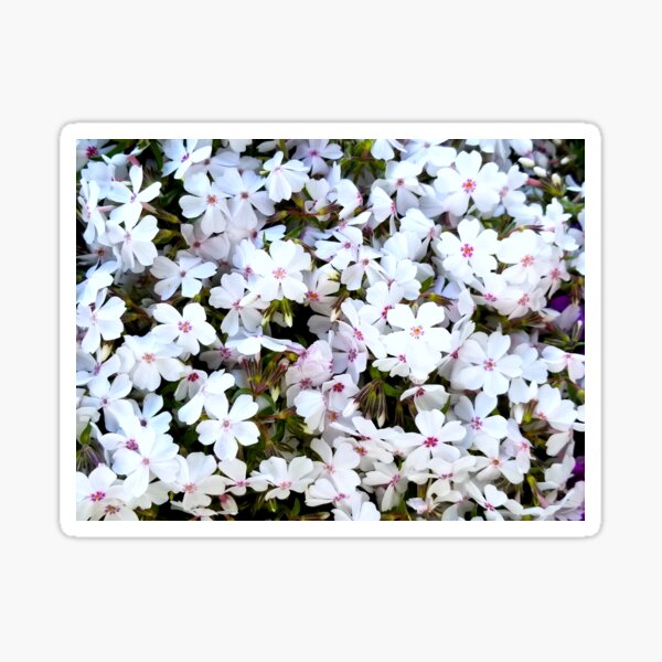 Artikel-Vorschau von Kriechender Phlox „Amazing Grace“, designt und verkauft von bjtomiko.