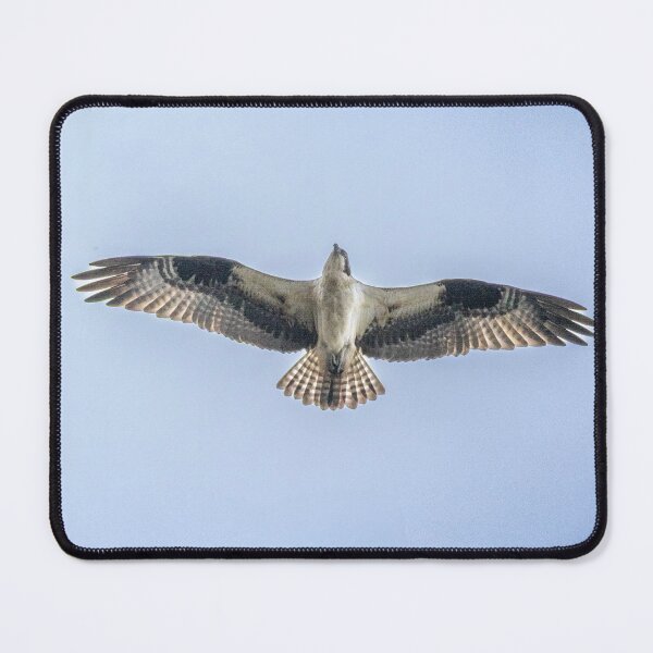 Item preview, 	Graceful raptor gliding through the sky designed and sold by BirdsBugsBeyond.