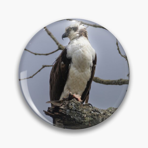 Artikelvorschau, Fischadler regieren über ihr Königreich entworfen und verkauft von BirdsBugsBeyond.
