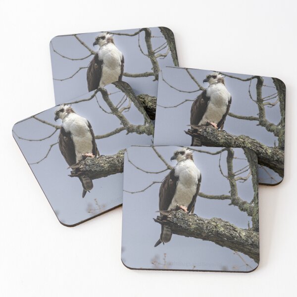 Item preview, Osprey reining over their kingdom  designed and sold by BirdsBugsBeyond.