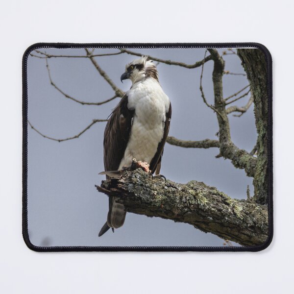 Item preview, Osprey reining over their kingdom  designed and sold by BirdsBugsBeyond.