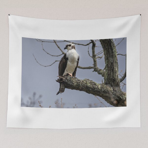 Item preview, Osprey reining over their kingdom  designed and sold by BirdsBugsBeyond.