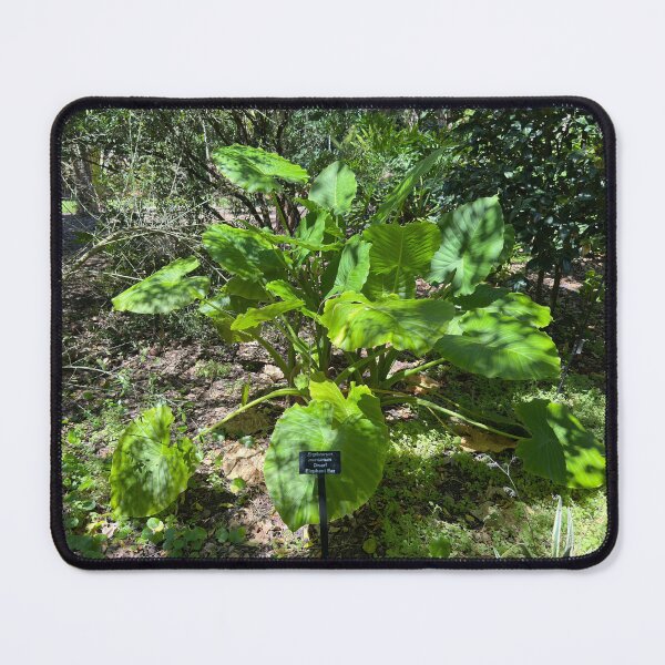 Item preview, Elephant Ear Plant designed and sold by Easley-Does-It.