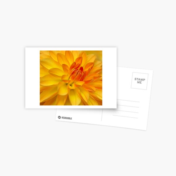 Dahlia Exuberance Postcard