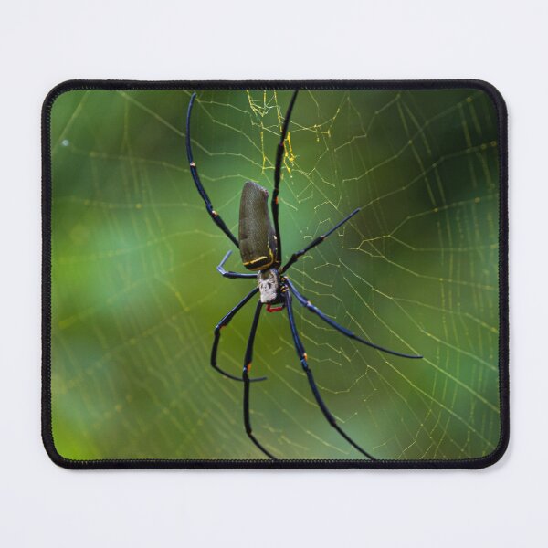 Item preview, Golden Orb Weaver in the Wild designed and sold by Aure50.