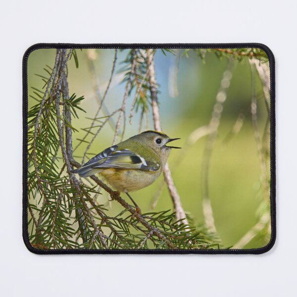 Item preview, Singing the heart out. Goldcrest designed and sold by Jouko Lehto Photography.
