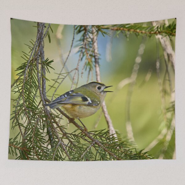 Item preview, Singing the heart out. Goldcrest designed and sold by Jouko Lehto Photography.