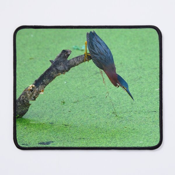 Item preview, Green Heron designed and sold by CloserToTheArt.
