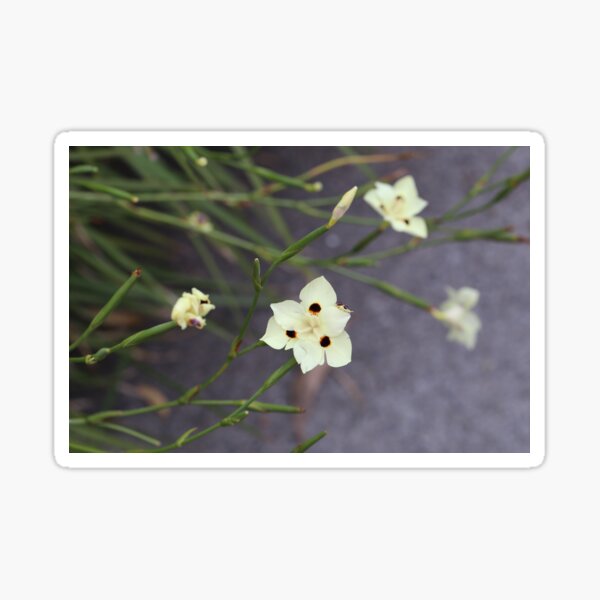 Item preview, Australian Yellow Iris designed and sold by STHogan2.