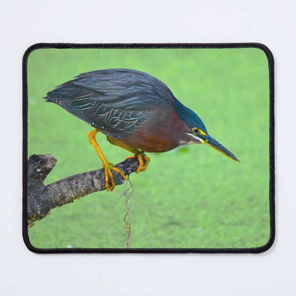 Item preview, Green Heron designed and sold by CloserToTheArt.
