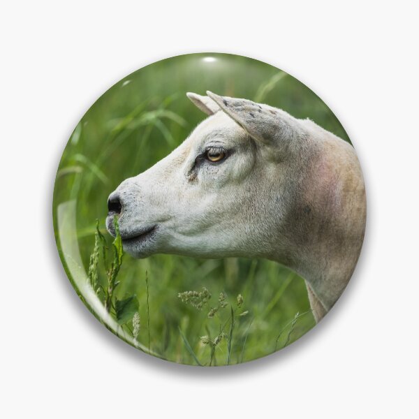 Item preview, Texel Sheep Portrait designed and sold by Jane Stanley Photography.