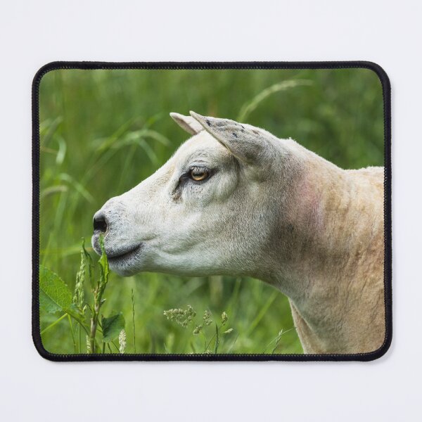 Item preview, Texel Sheep Portrait designed and sold by Jane Stanley Photography.