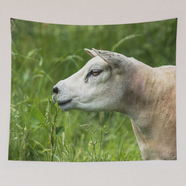 Item preview, Texel Sheep Portrait designed and sold by Jane Stanley Photography.