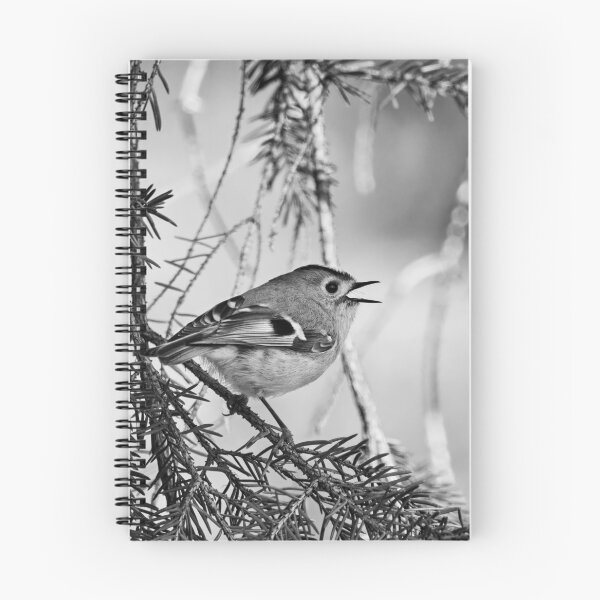 Item preview, Singing the heart out. Goldcrest bw designed and sold by Jouko Lehto Photography.