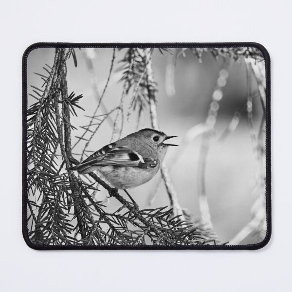 Item preview, Singing the heart out. Goldcrest bw designed and sold by Jouko Lehto Photography.