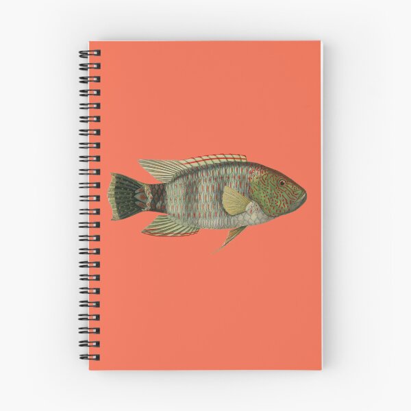 Item preview, Tripletail Wrasse Marine Fish Art designed and sold by IrisAndIvy.