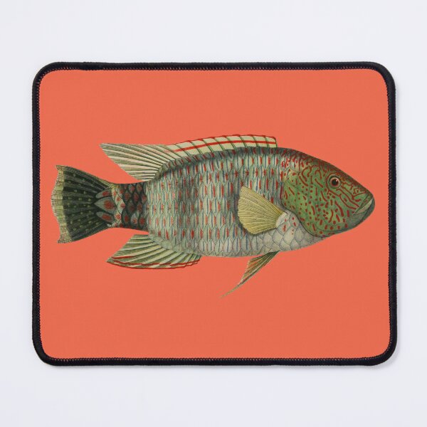 Item preview, Tripletail Wrasse Marine Fish Art designed and sold by IrisAndIvy.