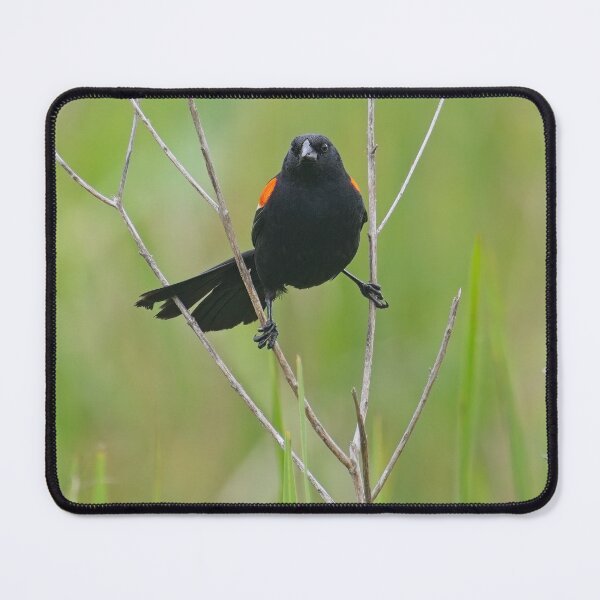 Item preview, Red-Winged Blackbird designed and sold by TomCPhoto.